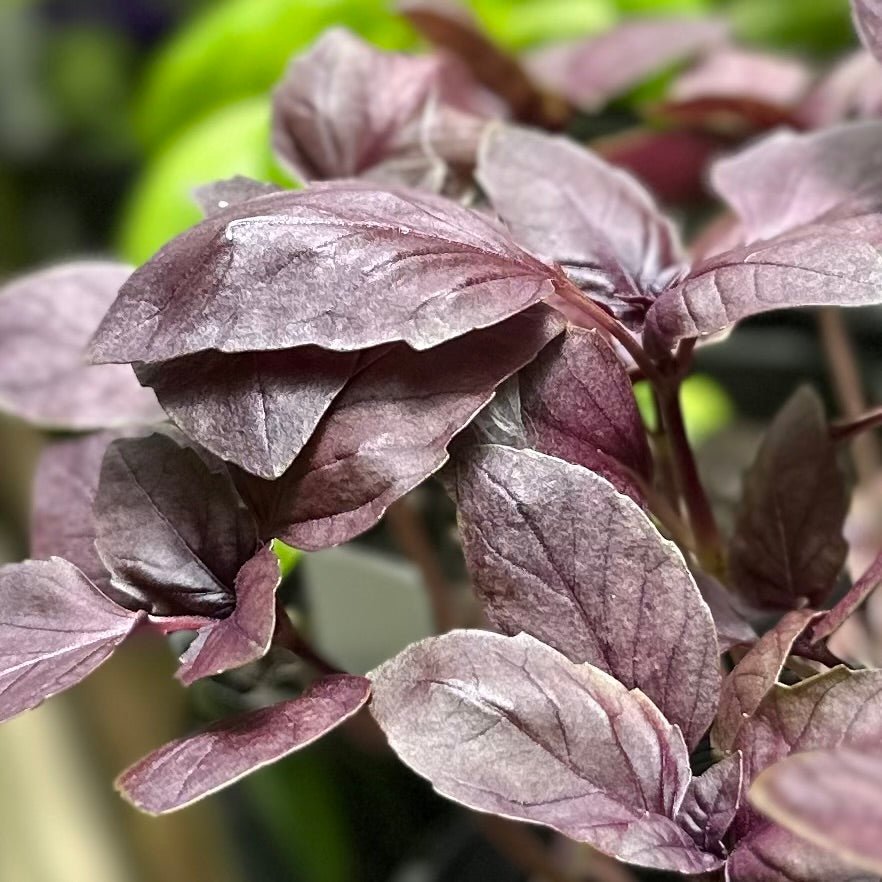 Basil - 'Dark Opal' Seeds - Hollyhock Hill