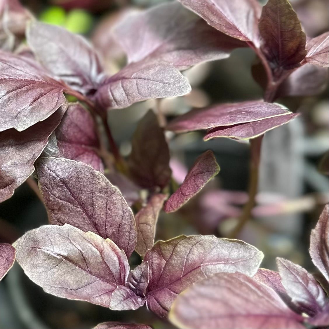 Basil - 'Dark Opal' Seeds - Hollyhock Hill