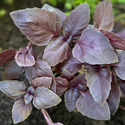 Basil - 'Dark Opal' Seeds - Hollyhock Hill