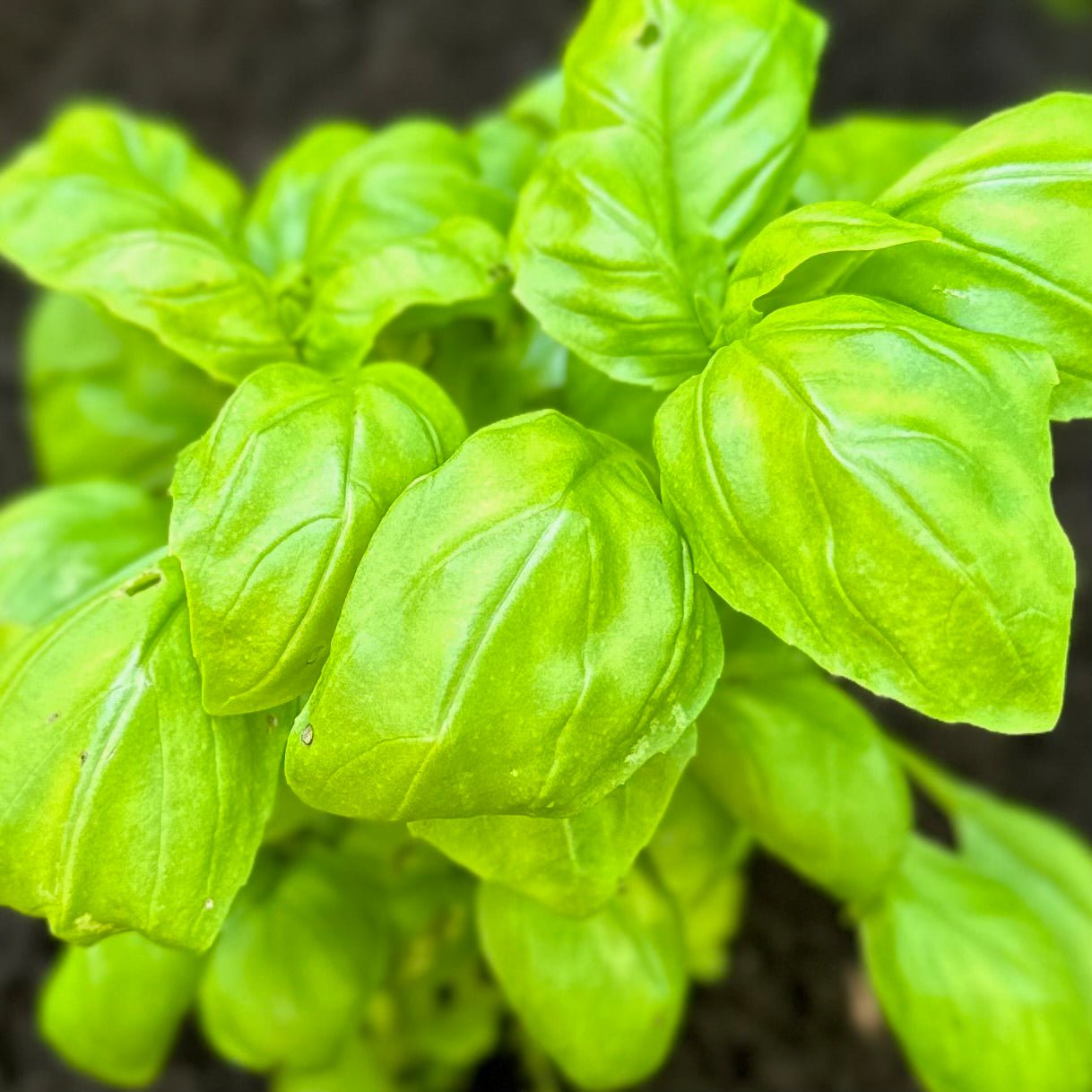 Basil 'Genovese' (Fusarium tested) Seeds - Hollyhock Hill