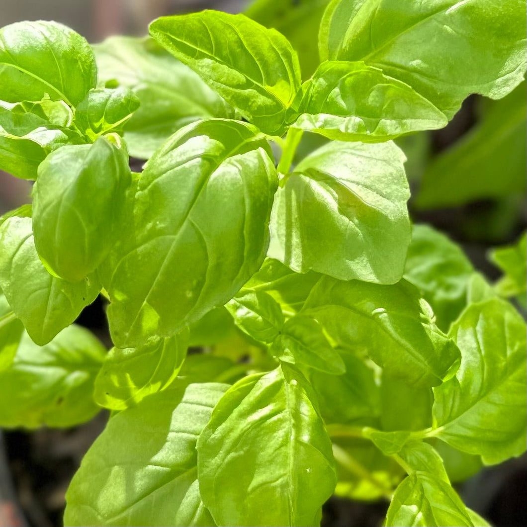 Basil 'Genovese' (Fusarium tested) Seeds - Hollyhock Hill