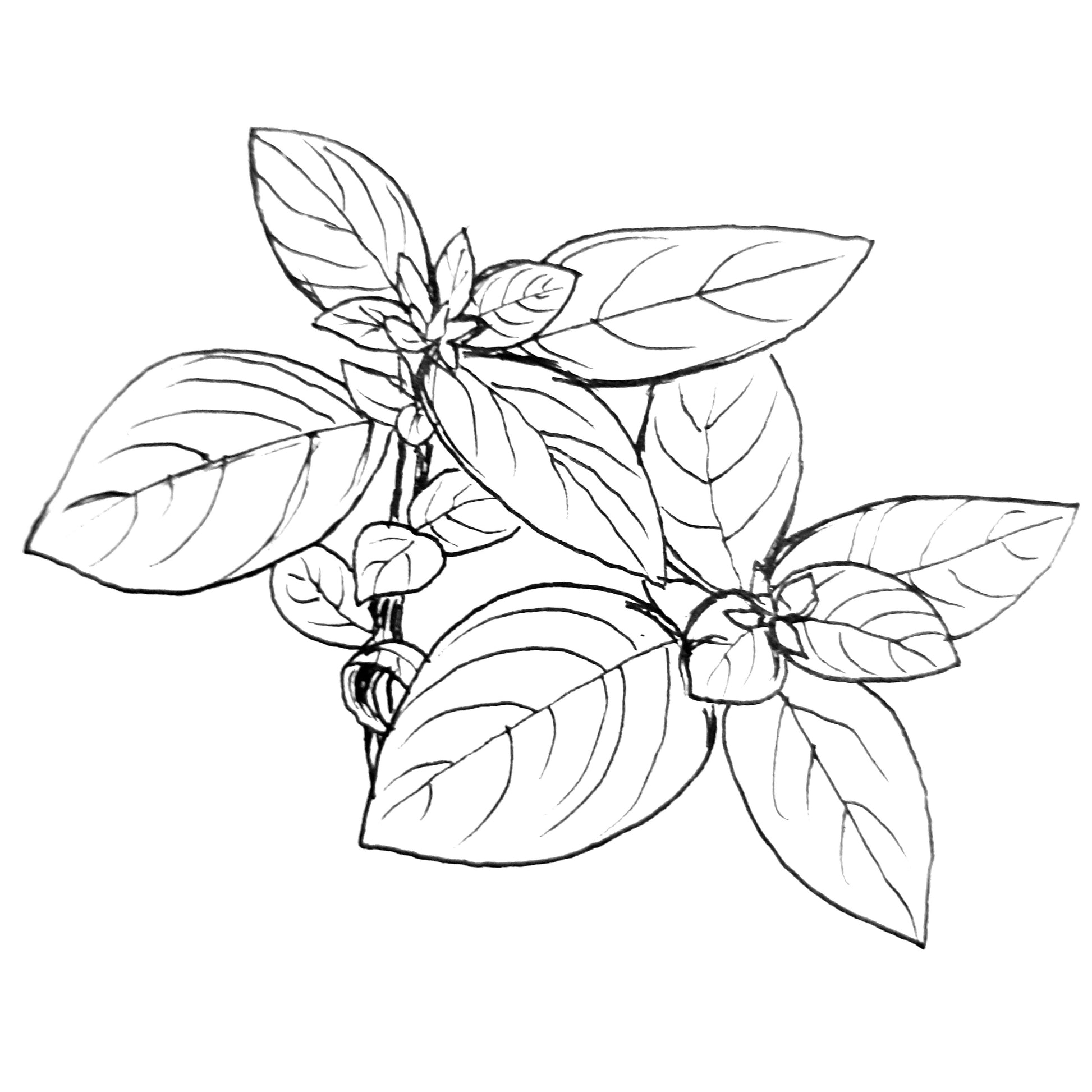 Basil 'Genovese' Seeds - Hollyhock Hill