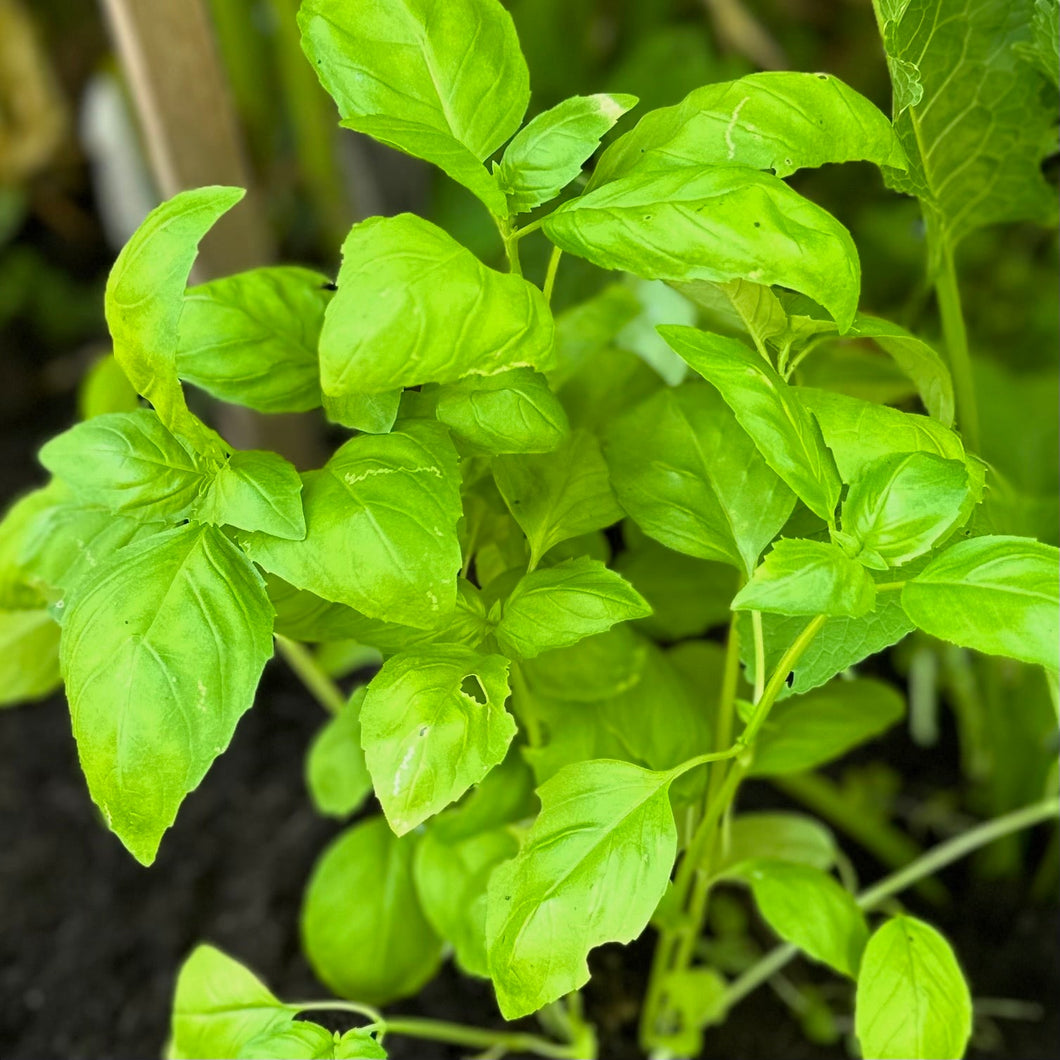 Basil 'Italian Large Leaf' Seeds - Hollyhock Hill