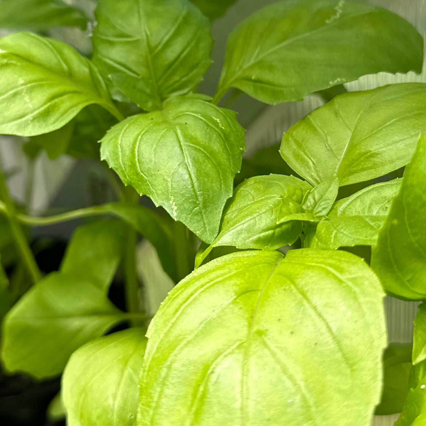 Basil 'Italian Large Leaf' Seeds - Hollyhock Hill
