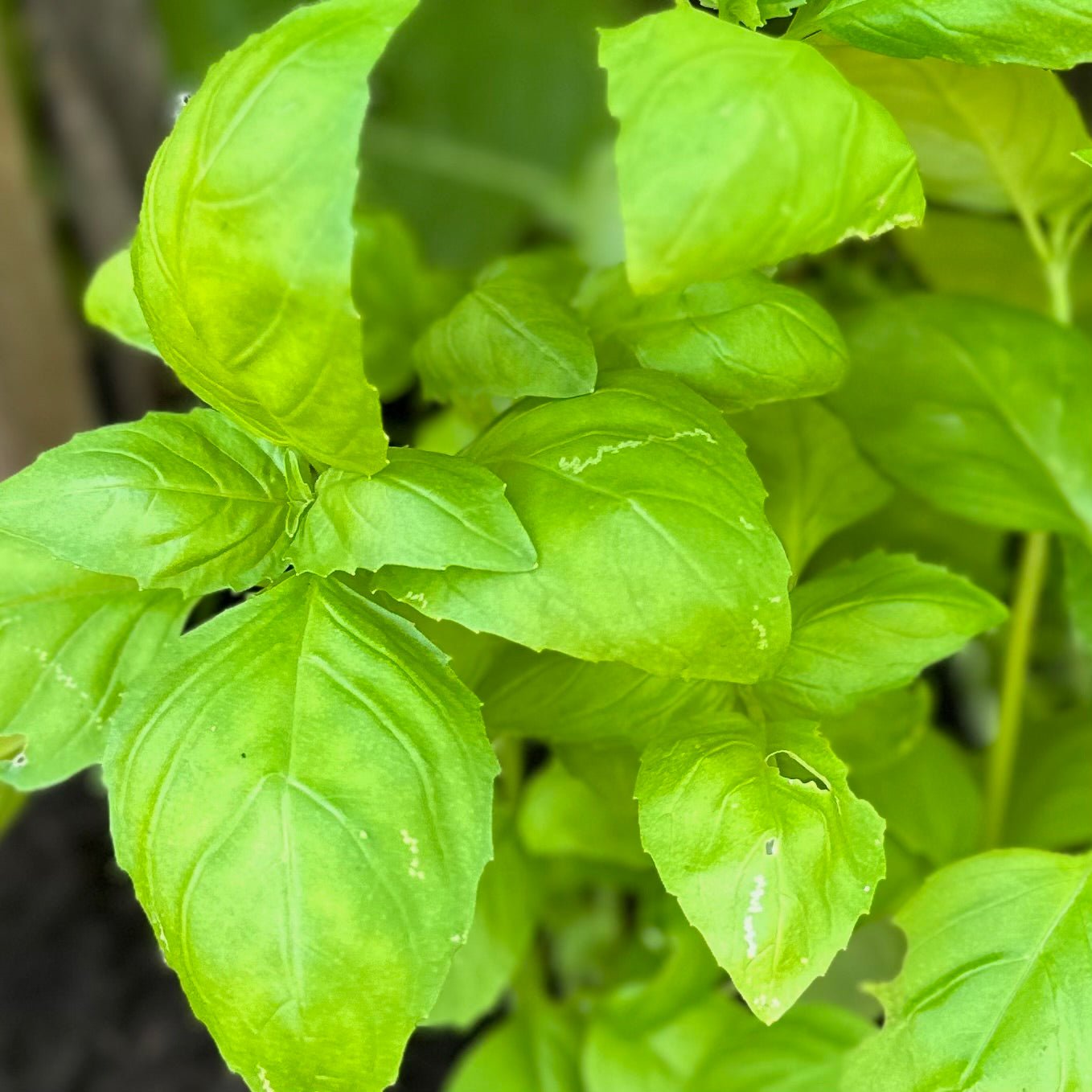 Basil 'Italian Large Leaf' Seeds - Hollyhock Hill