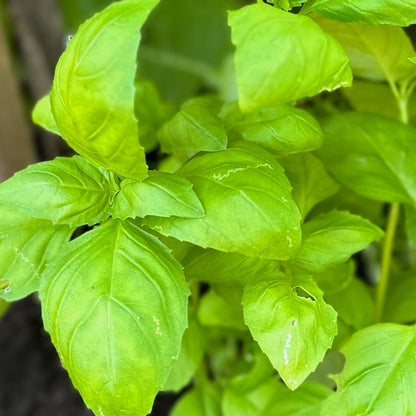Basil 'Italian Large Leaf' Seeds - Hollyhock Hill