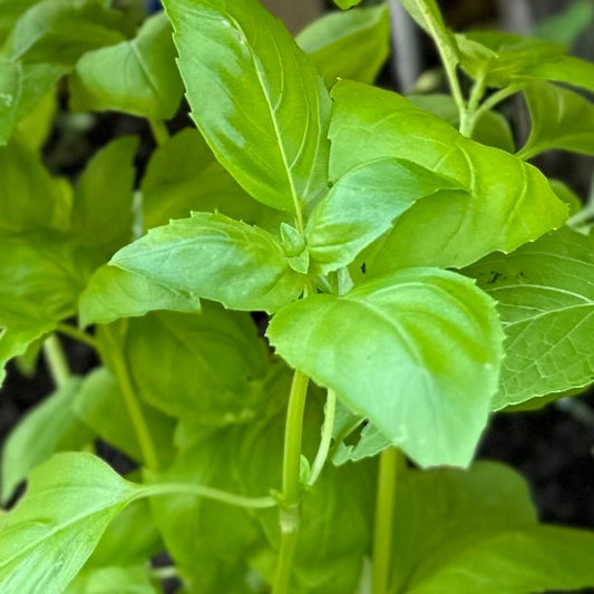 Basil 'Italian Large Leaf' Seeds - Hollyhock Hill