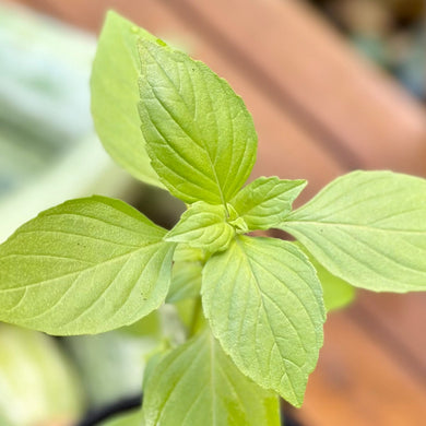 Basil - Lime Basil ‘Mrs Burns’ Seeds - Hollyhock Hill