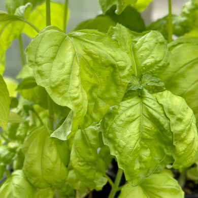 Basil 'Mammoth' Seeds - Hollyhock Hill