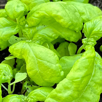 Basil 'Mammoth' Seeds - Hollyhock Hill