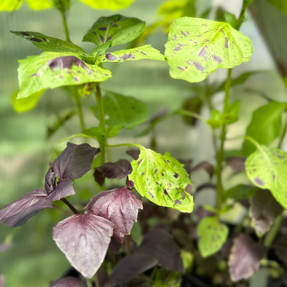 Basil 'Purple Ruffles' Seeds - Hollyhock Hill