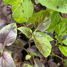 Load image into Gallery viewer, Basil &#39;Purple Ruffles&#39; Seeds - Hollyhock Hill
