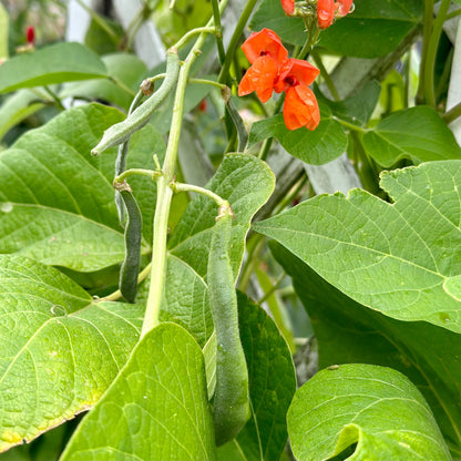 Bean 'Scarlet Emperor' Seeds - Hollyhock Hill