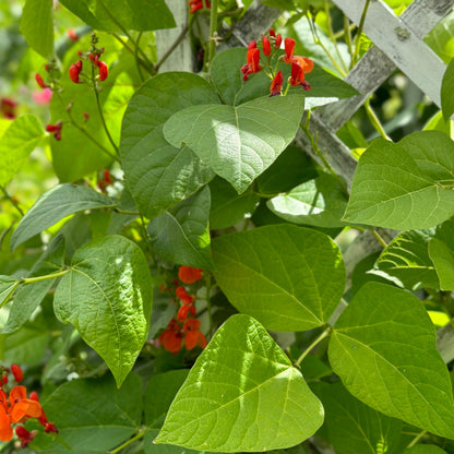 Bean 'Scarlet Emperor' Seeds - Hollyhock Hill