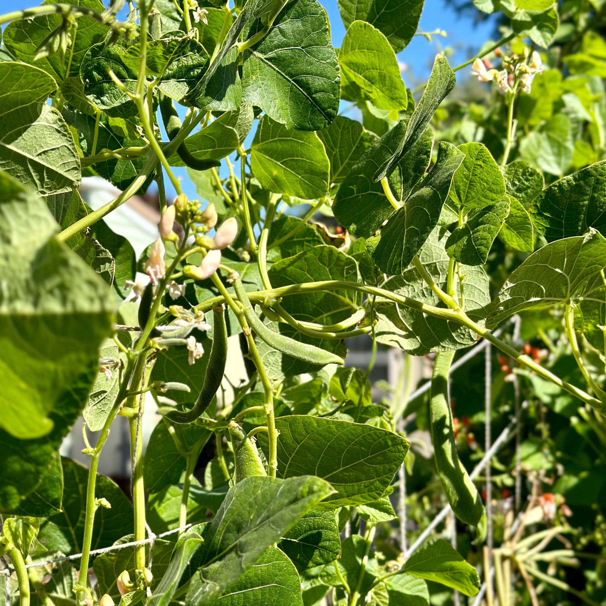 Bean 'Sunset Runner' Seeds - Hollyhock Hill