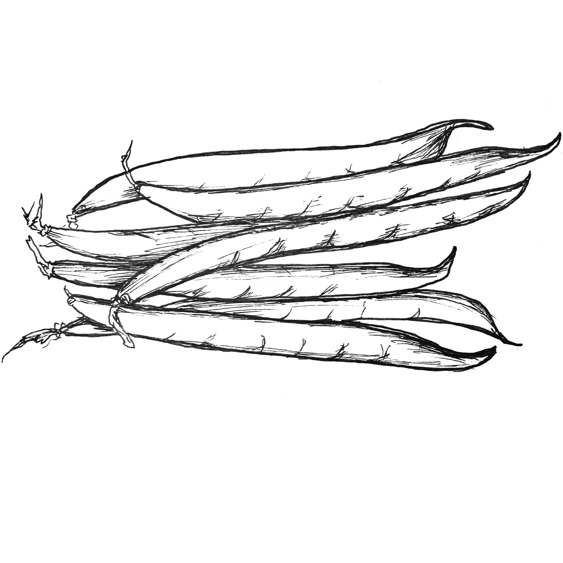 Bean 'Windsor Long Pod' Seeds - Hollyhock Hill