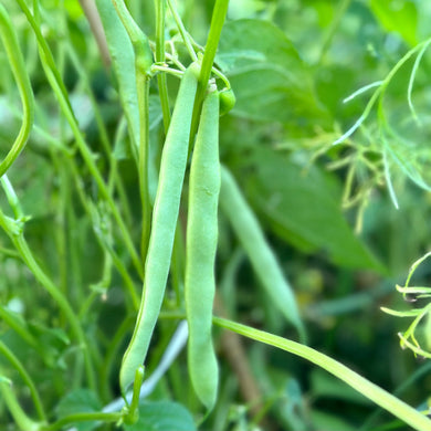 Bean 'Windsor Long Pod' Seeds - Hollyhock Hill