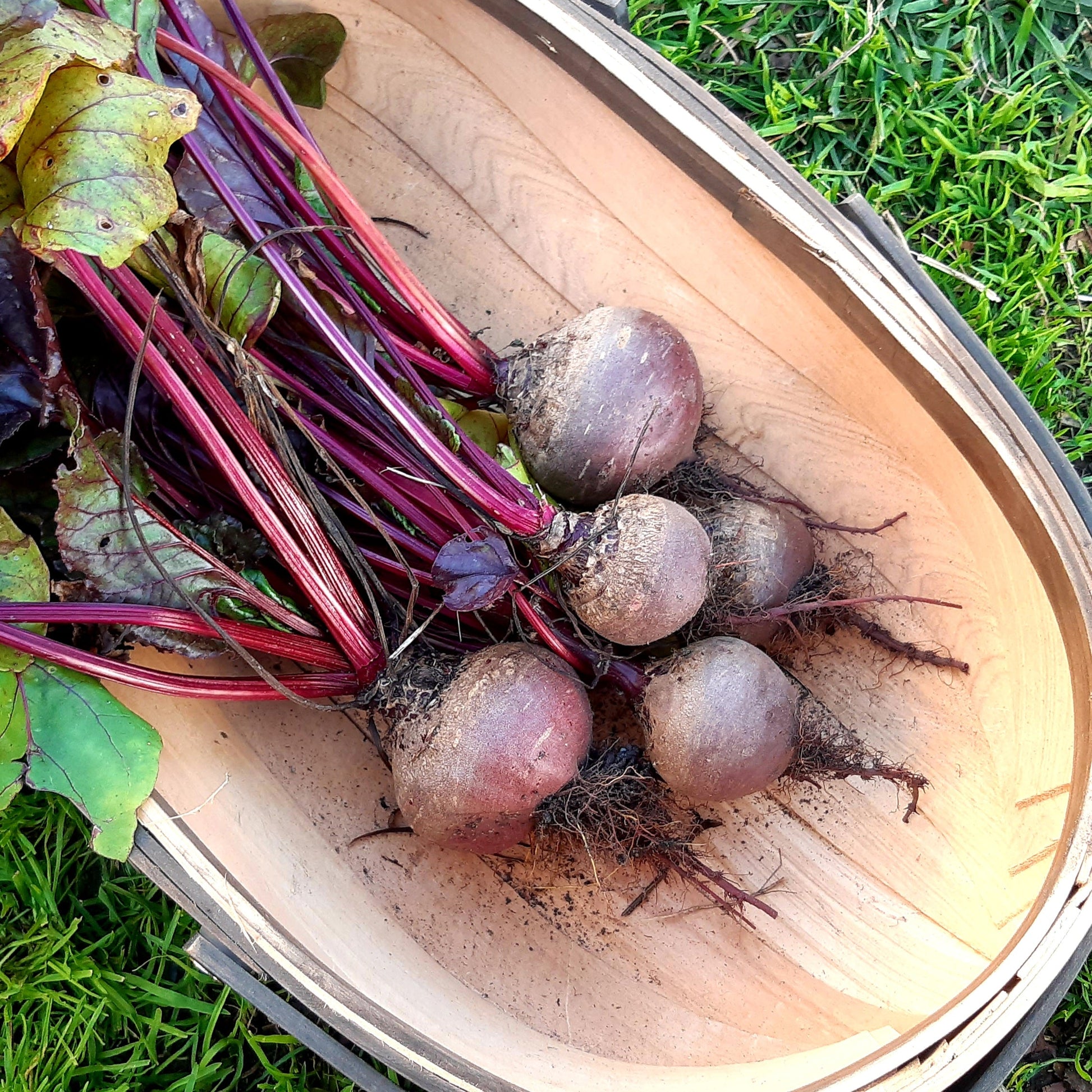 Beetroot 'Detroit Dark Red' Seeds - Hollyhock Hill