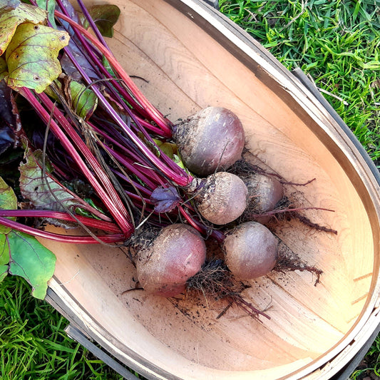 Beetroot 'Detroit Dark Red' Seeds - Hollyhock Hill