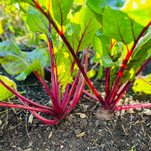 Load image into Gallery viewer, Beetroot &#39;Early Wonder&#39; Seeds - Hollyhock Hill
