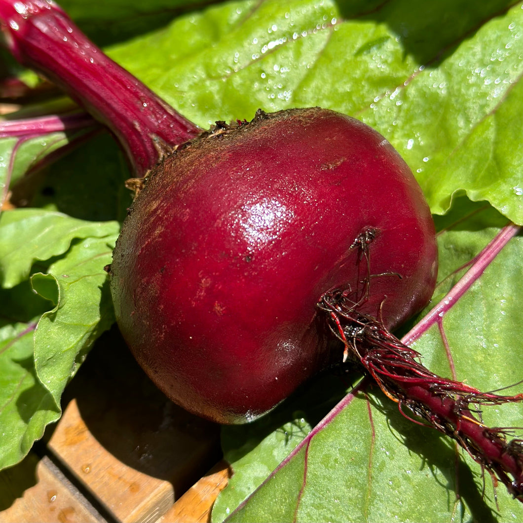 Beetroot 'Early Wonder' Seeds - Hollyhock Hill