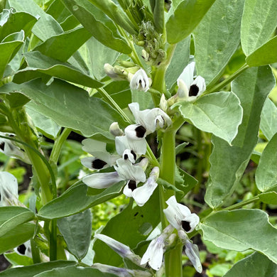 Broad Bean 'Aquadulce' (Long Pod) Seeds - Hollyhock Hill