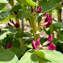 Load image into Gallery viewer, Broad Bean &#39;Crimson Flowered&#39; Seeds - Hollyhock Hill
