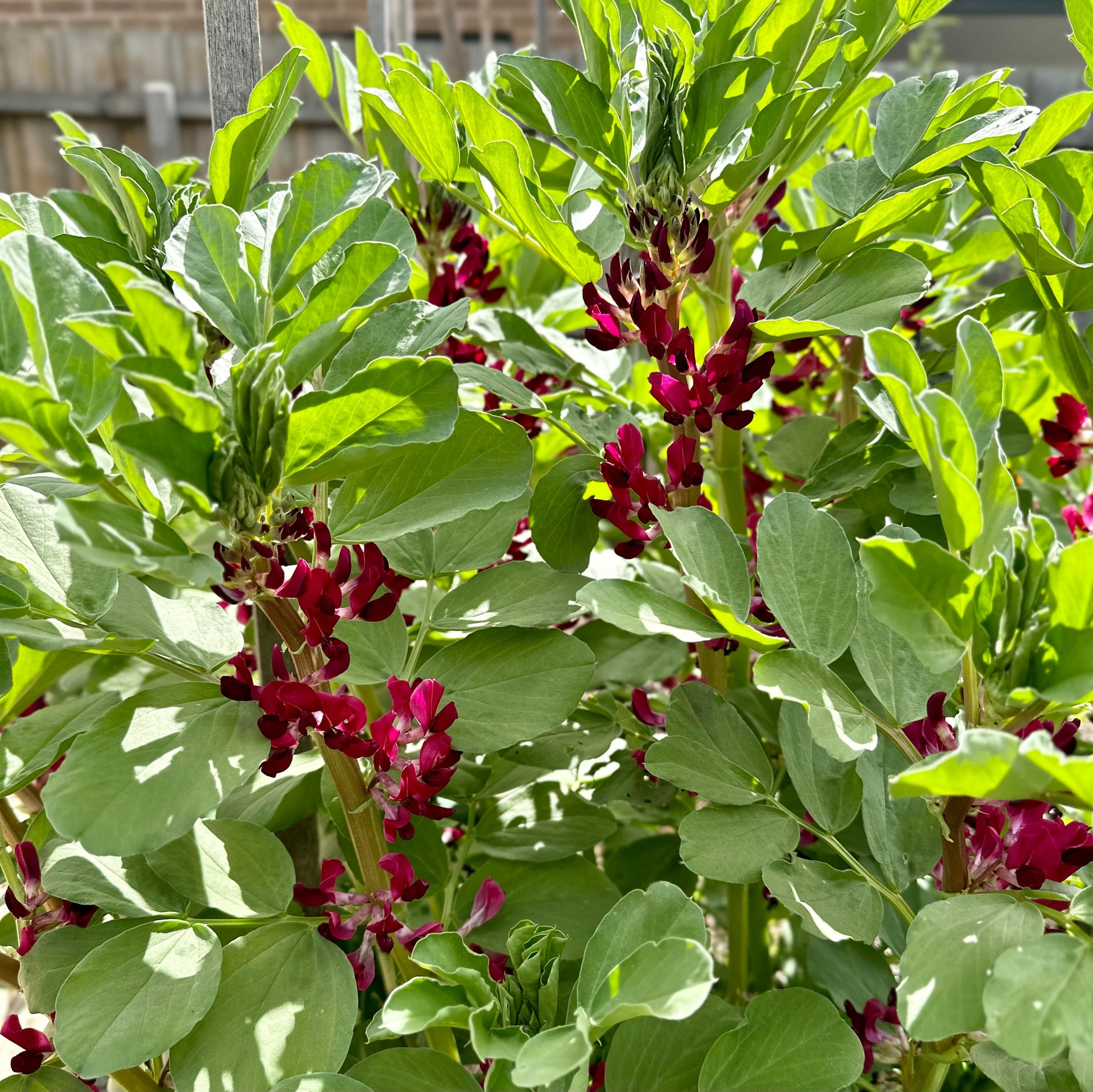 Broad Bean 'Crimson Flowered' Seeds - Hollyhock Hill