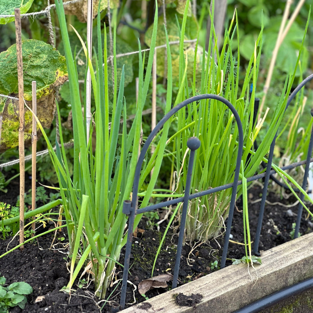 Bunching Onion Evergreen 'Nebuka' Seeds - Hollyhock Hill