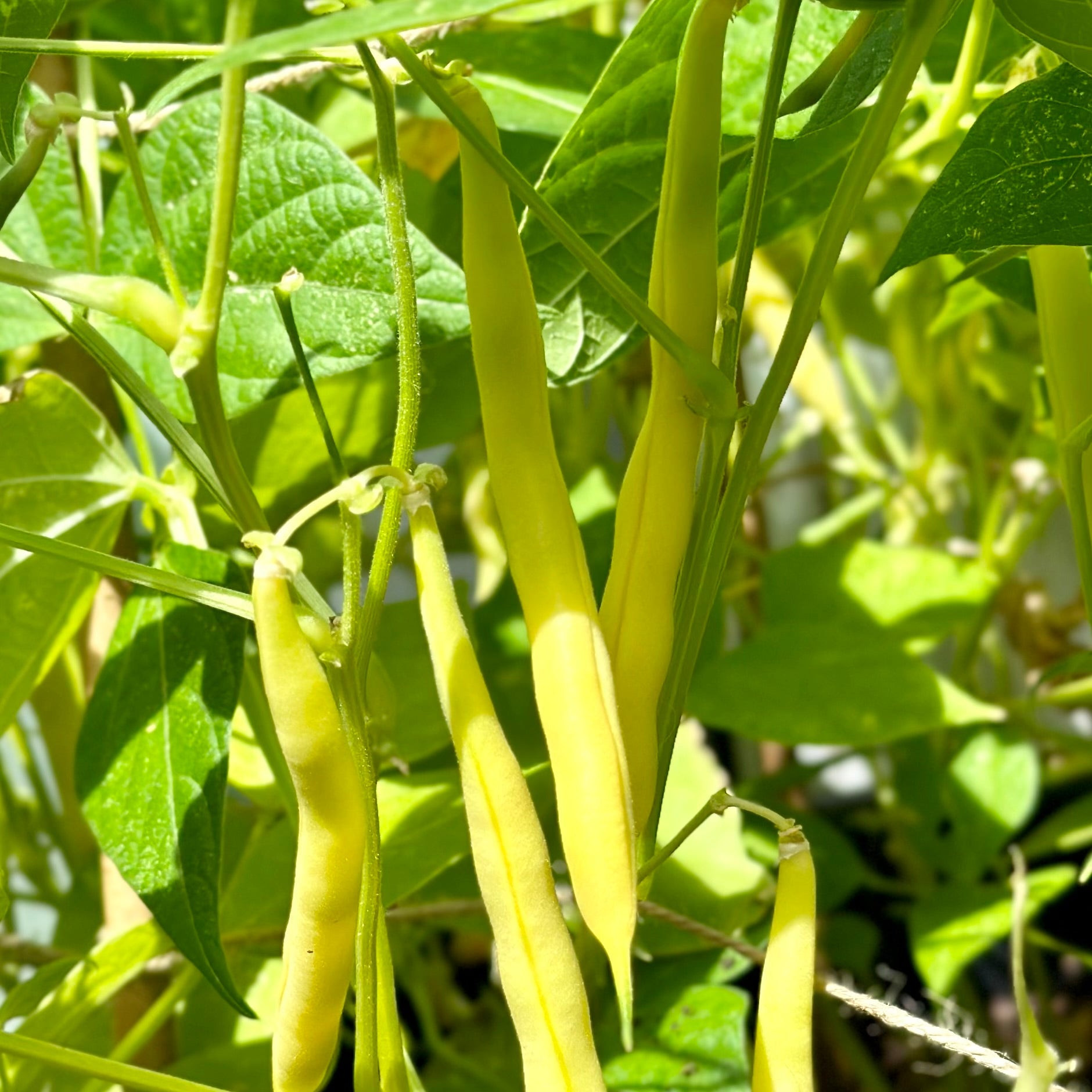 Butter Beans 'Goldrush' Seeds - Hollyhock Hill