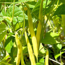 Load image into Gallery viewer, Butter Beans &#39;Goldrush&#39; Seeds - Hollyhock Hill
