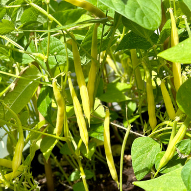 Butter Beans 'Goldrush' Seeds - Hollyhock Hill