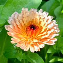 Load image into Gallery viewer, Calendula &#39;Pink Surprise&#39; Seeds - Hollyhock Hill
