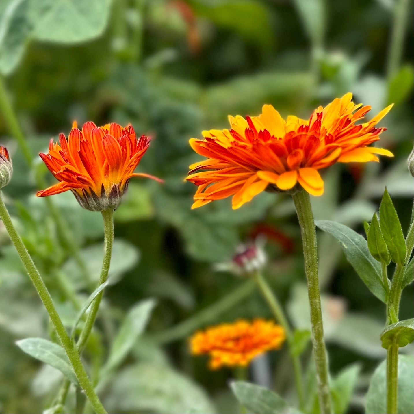 Calendula 'Pink Surprise' Seeds - Hollyhock Hill
