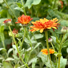 Load image into Gallery viewer, Calendula &#39;Pink Surprise&#39; Seeds - Hollyhock Hill
