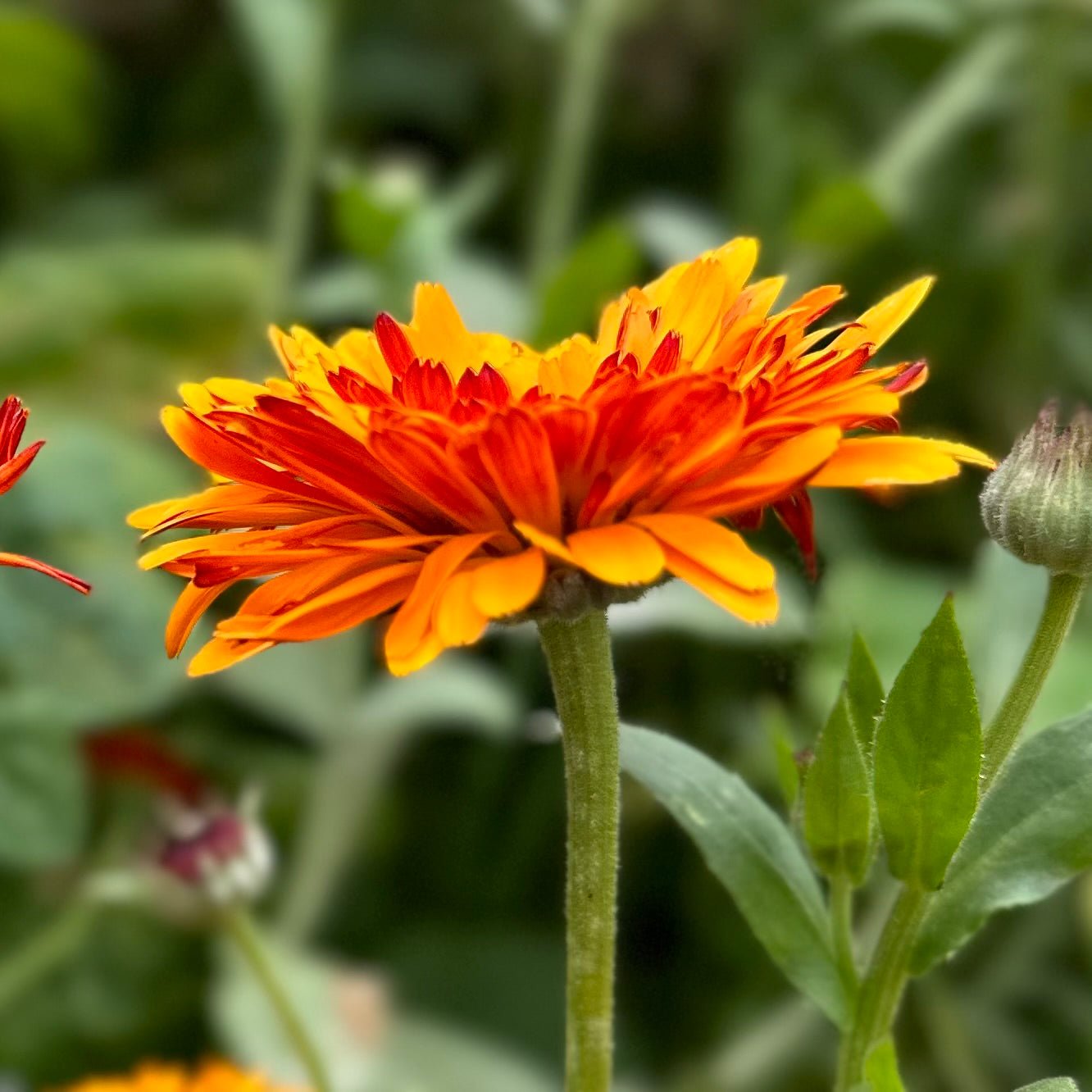 Calendula 'Pink Surprise' Seeds - Hollyhock Hill