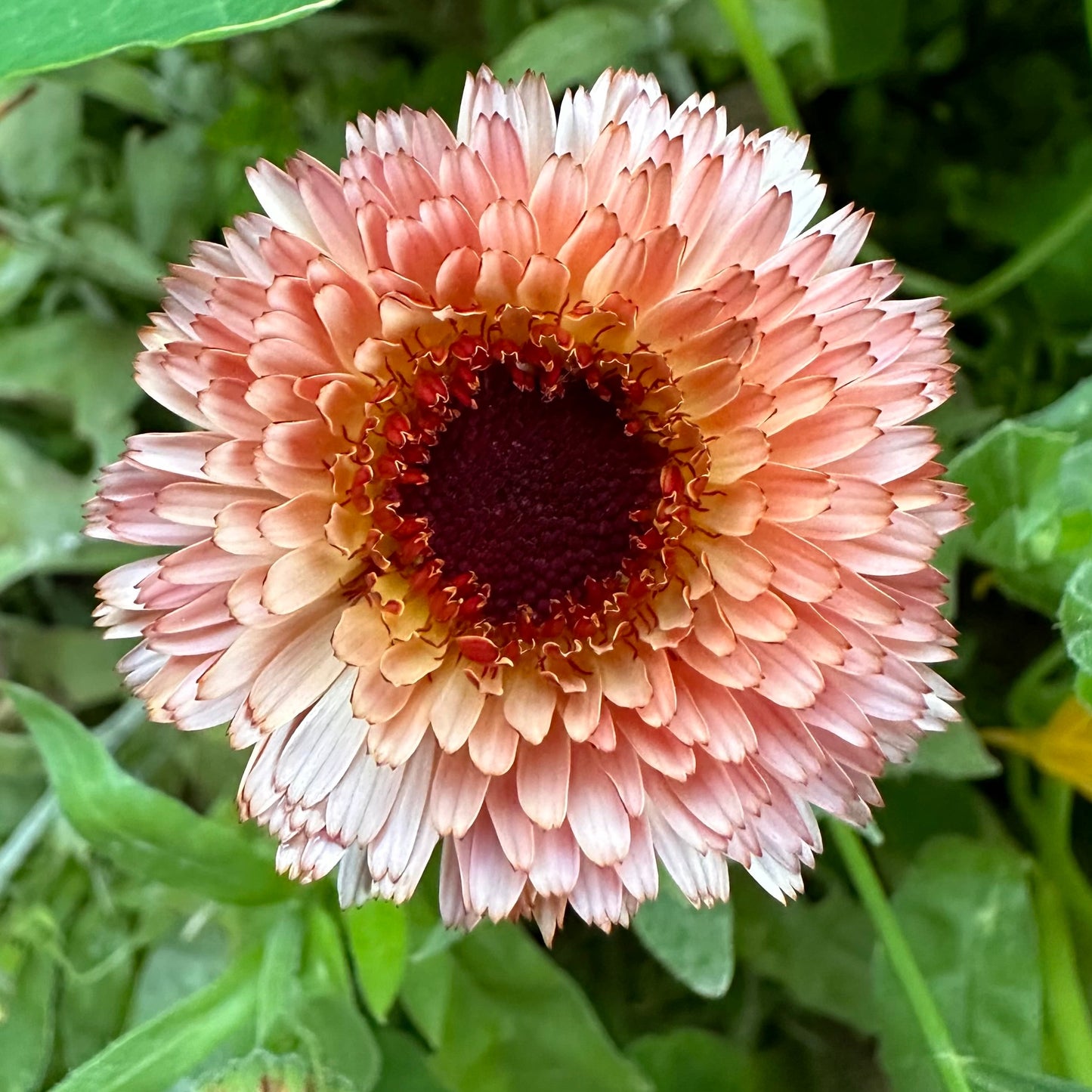 Calendula 'Pygmy Buff' Seeds - Hollyhock Hill