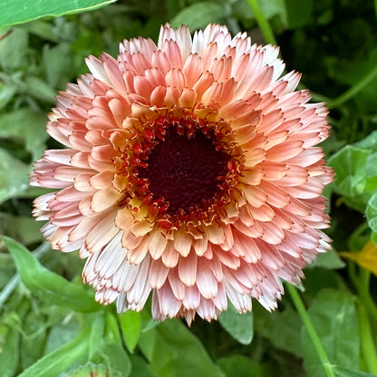 Calendula 'Pygmy Buff' Seeds - Hollyhock Hill