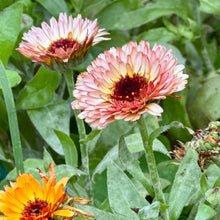 Load image into Gallery viewer, Calendula &#39;Pygmy Buff&#39; Seeds - Hollyhock Hill
