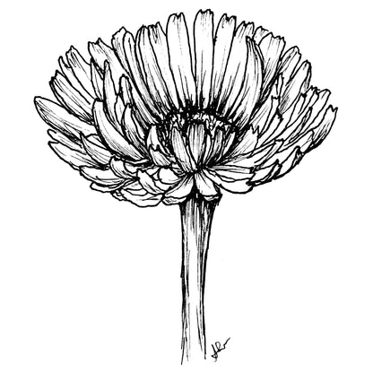 Calendula 'Pink Surprise' Seeds