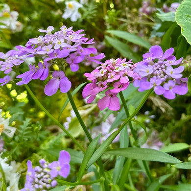 Candytuft 'Dwarf Fairy' Mix Seeds - Hollyhock Hill