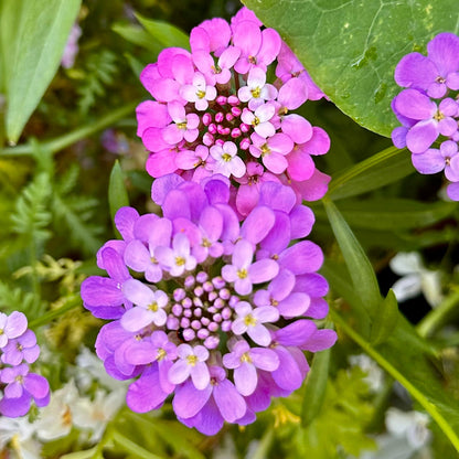 Candytuft 'Dwarf Fairy' Mix Seeds - Hollyhock Hill