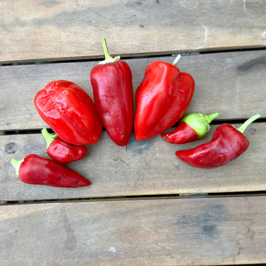 Capsicum 'Antohi Romanian' Seeds - Hollyhock Hill
