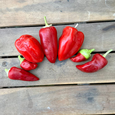 Capsicum 'Antohi Romanian' Seeds - Hollyhock Hill