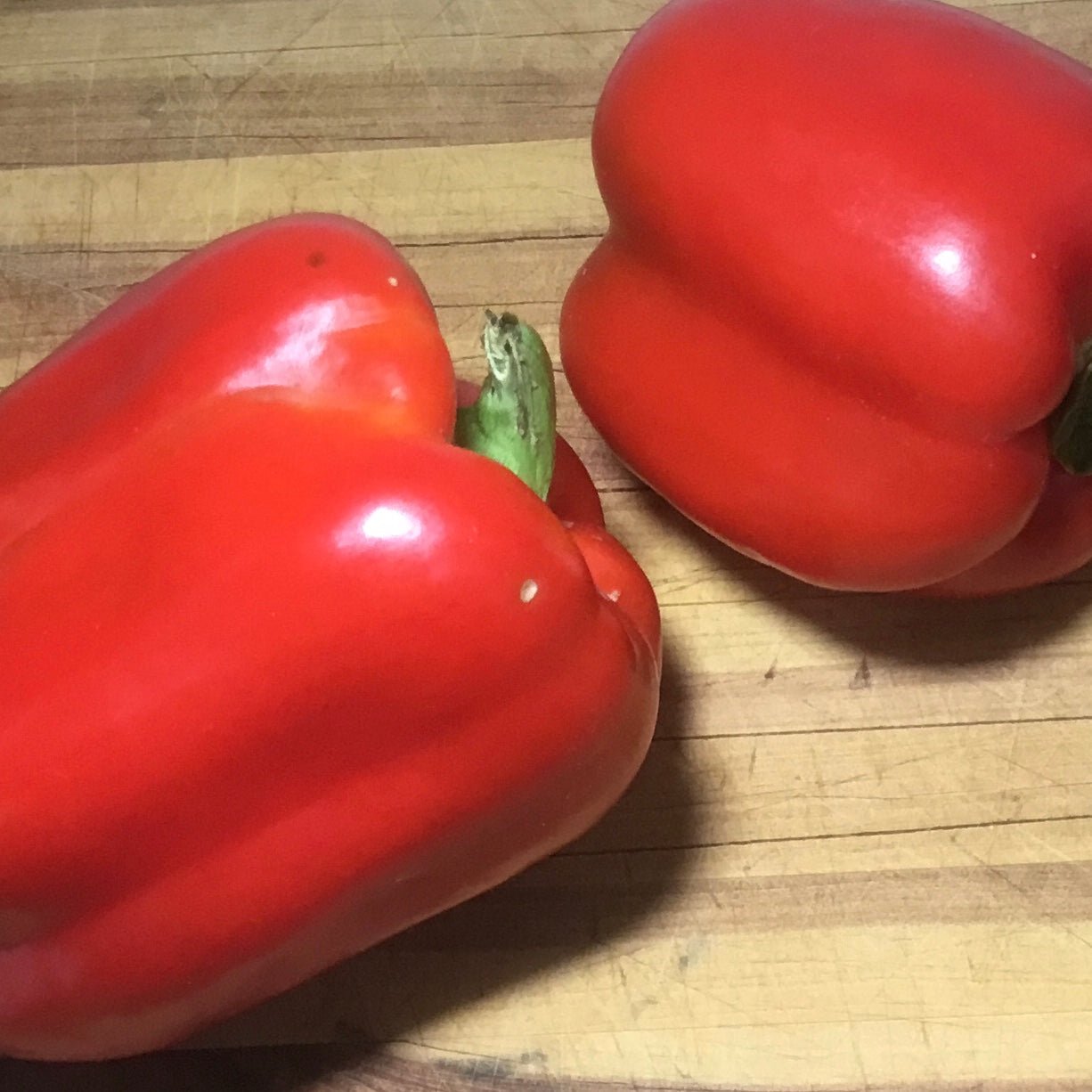 Capsicum 'Californian Wonder' Seeds - Hollyhock Hill