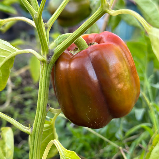 Capsicum 'Chocolate Beauty' Seeds - Hollyhock Hill