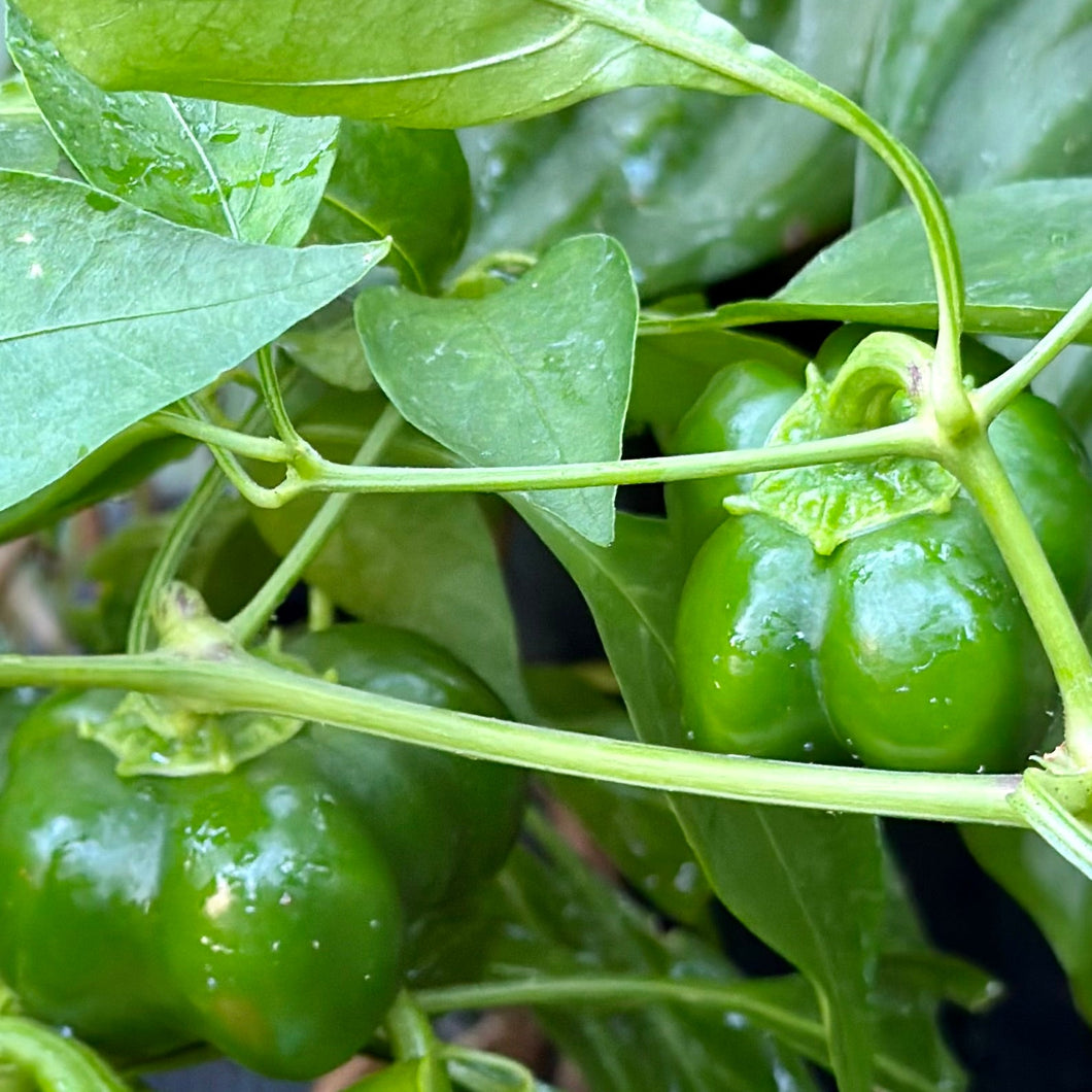 Capsicum 'Yolo Wonder' Seeds - Hollyhock Hill