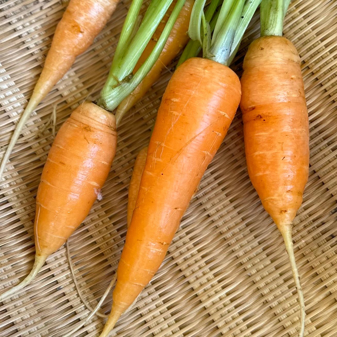 Carrot 'Baby Amsterdam' Seeds - Hollyhock Hill