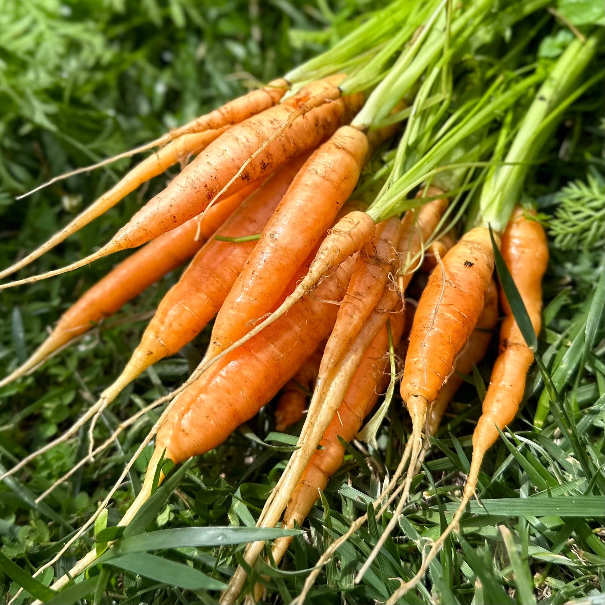 Carrot 'Baby Amsterdam' Seeds - Hollyhock Hill