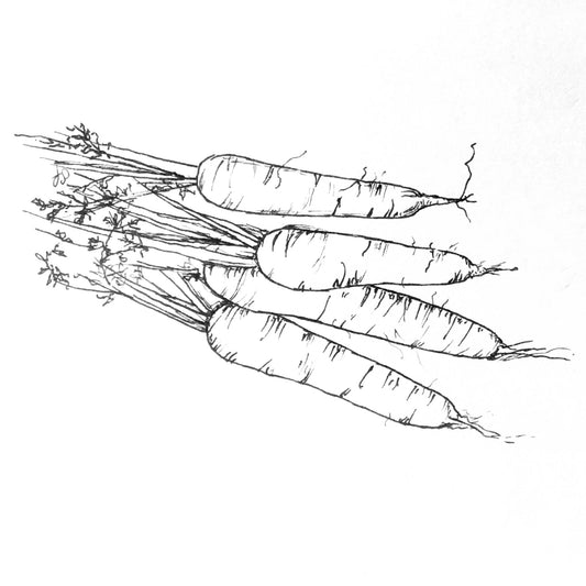 Carrot 'Baby Amsterdam' Seeds - Hollyhock Hill